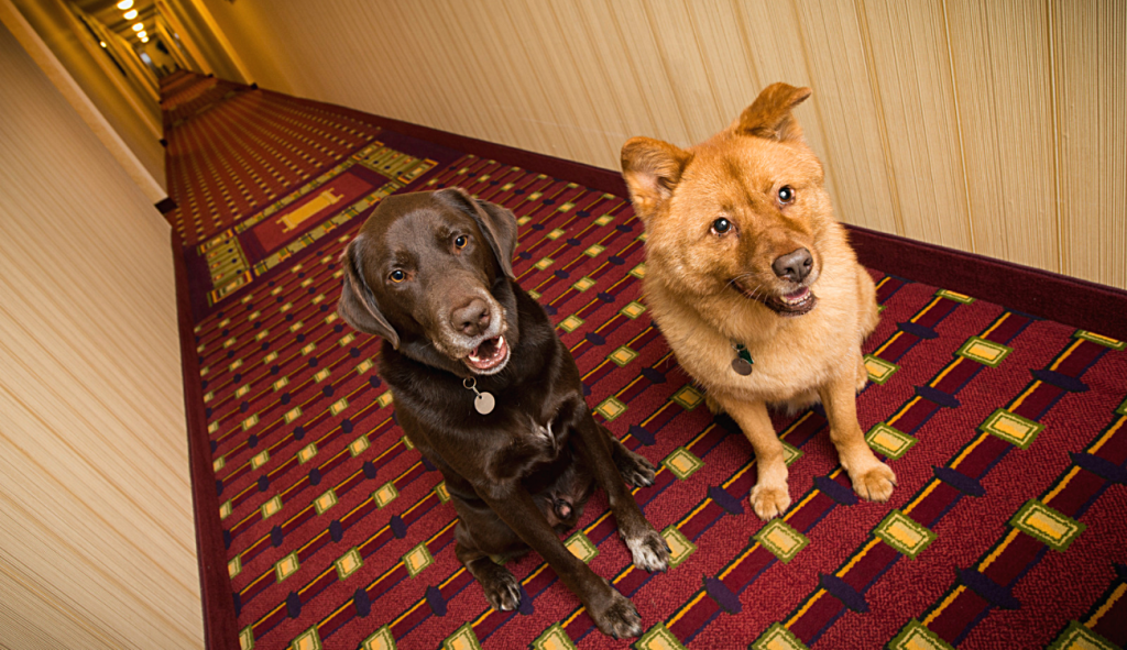 Pet Friendly, Hoteles que aceptan mascotas en Nueva York